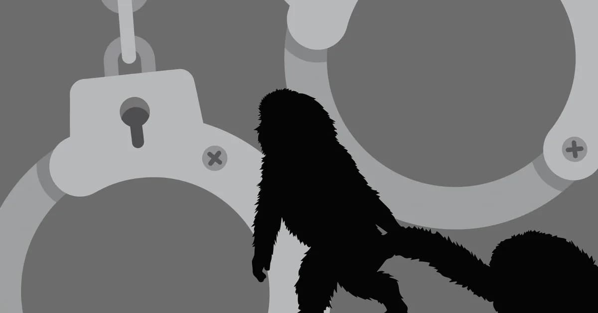 Crypto clout chasers arrested after Punch the monkey stunt