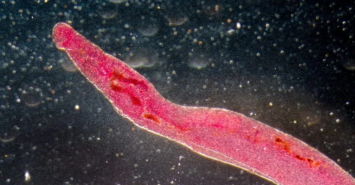 Early Genomic Indicators of Praziquantel Resistance in Schistosoma mansoni