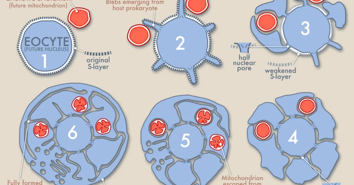 Origins of First Eukaryotes Linked to Contributions from Multiple Bacteria and Giant Viruses