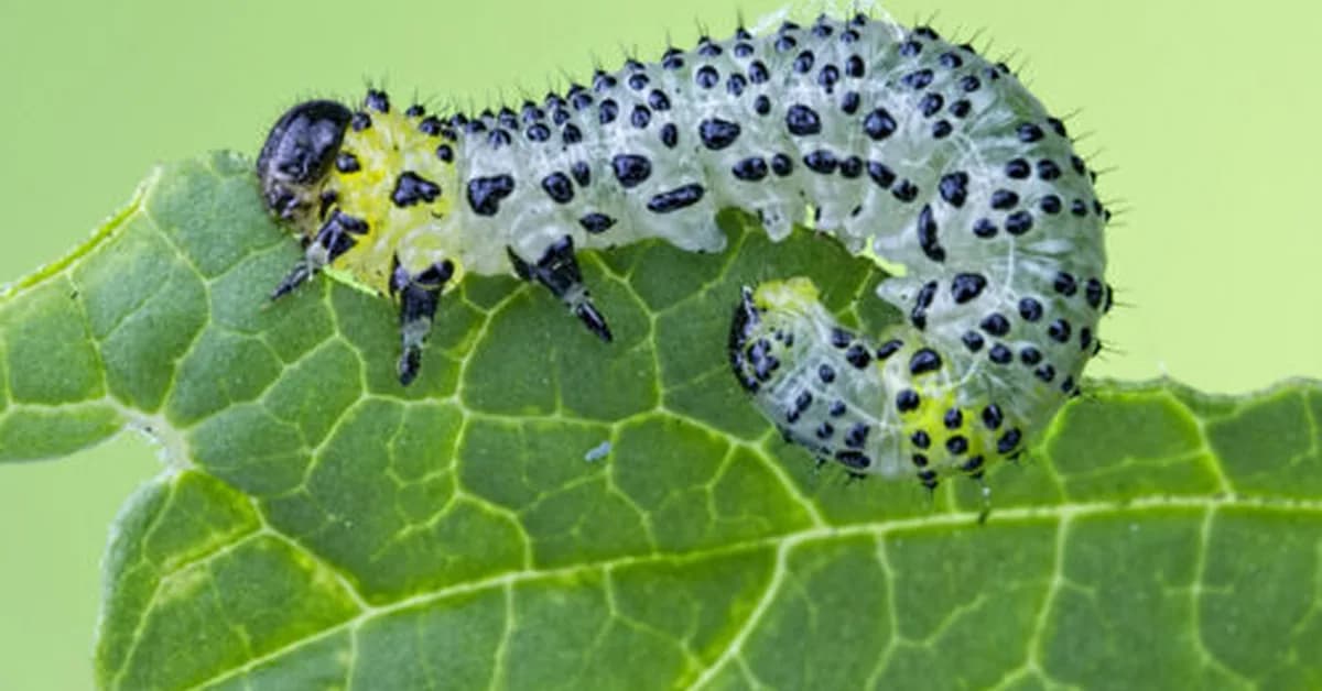 Beans use an immune receptor to call in airstrikes on caterpillars