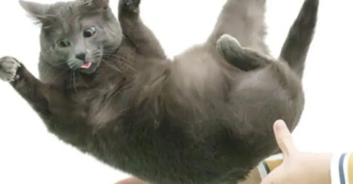 Flexible feline spines shed light on "falling cat" problem