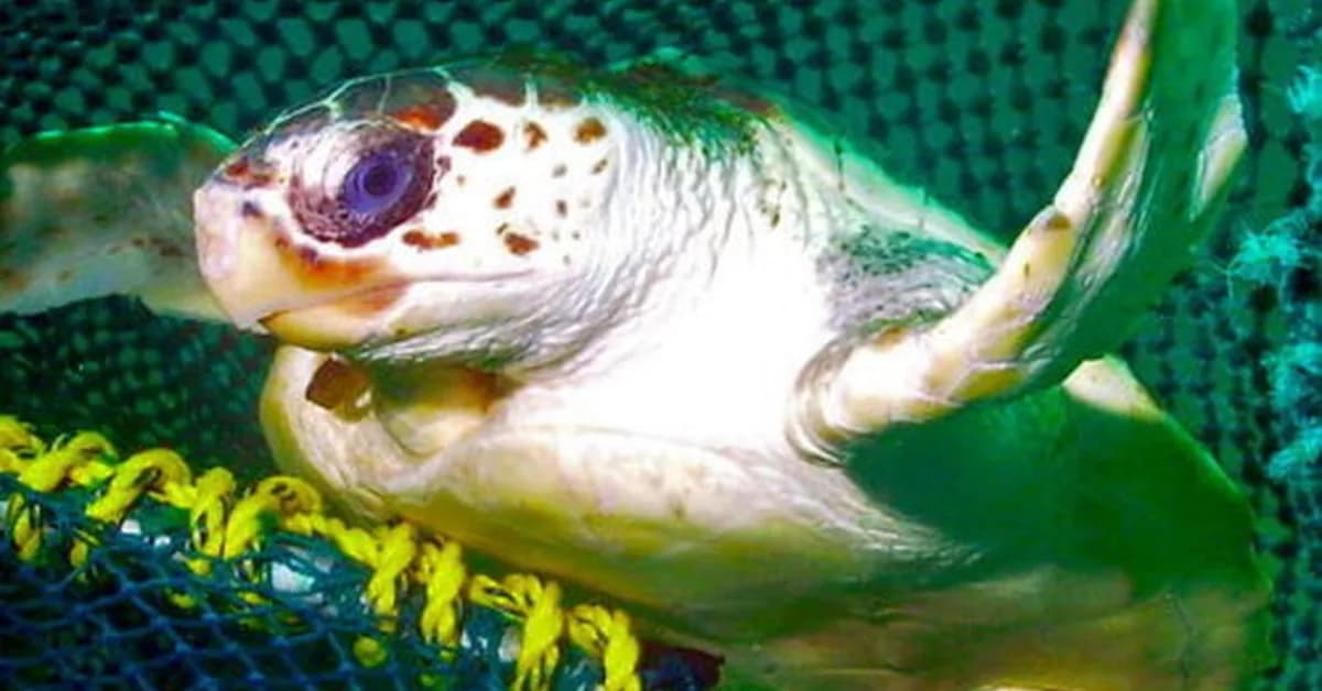 How new fishing tech can reduce bycatch of turtles and other creatures