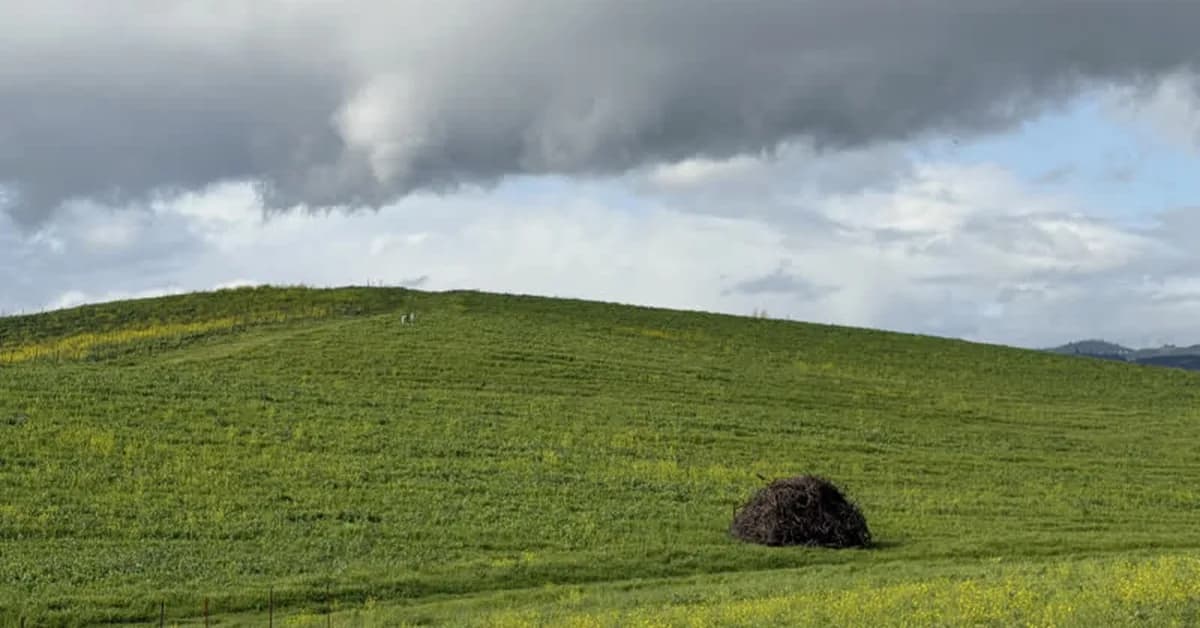 The Windows XP Bliss wallpaper still exists, and it briefly looks the same again