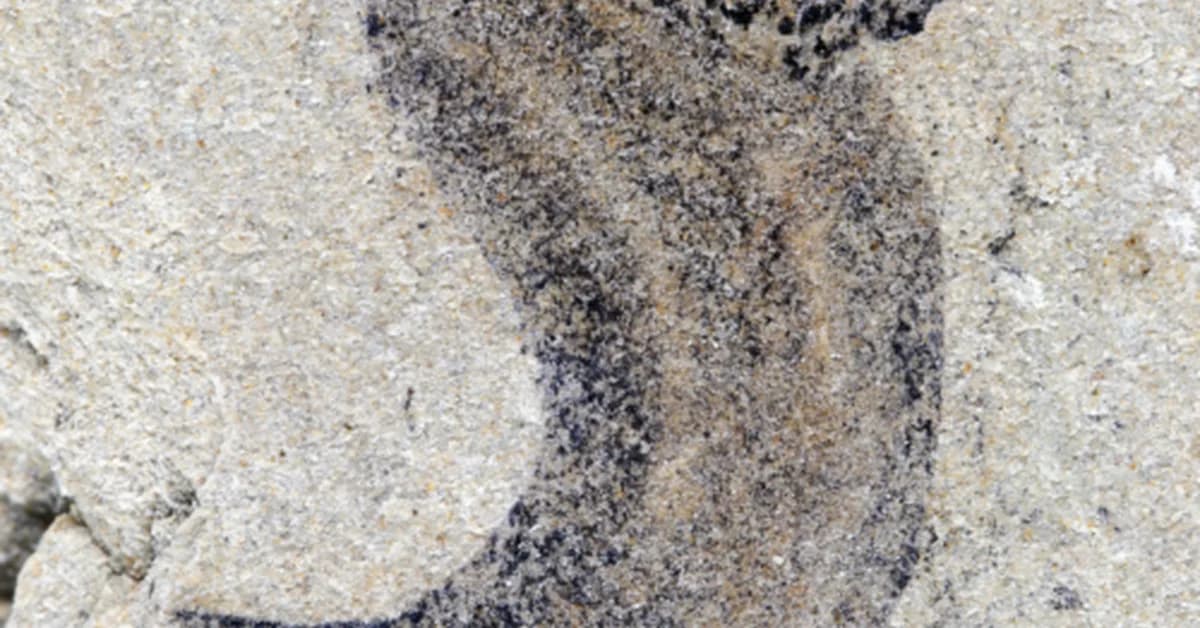 New fossil deposits show complex animal groups predating the Cambrian