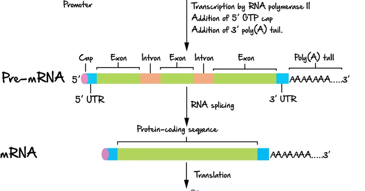 mRNA Tails Play Key Role in Folding Regulatory Proteins