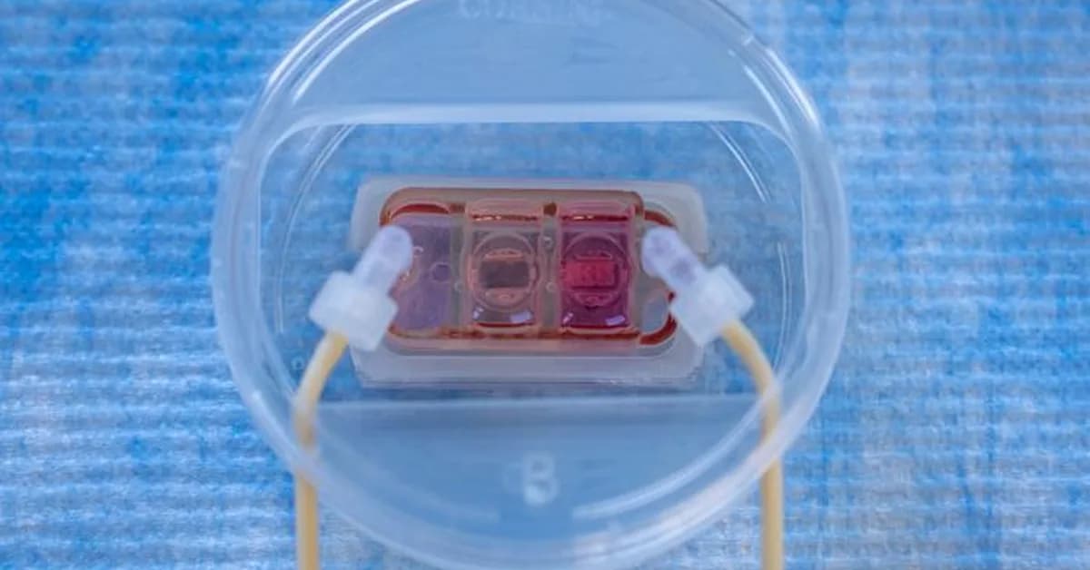 Human Multi-Organ Chip Offers New Insight Into Cancer Metastasis