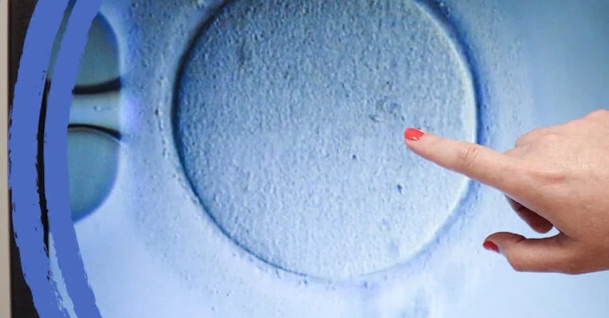 Opinion: STAT+: 6 key dilemmas as human embryo models get ever closer to the real thing