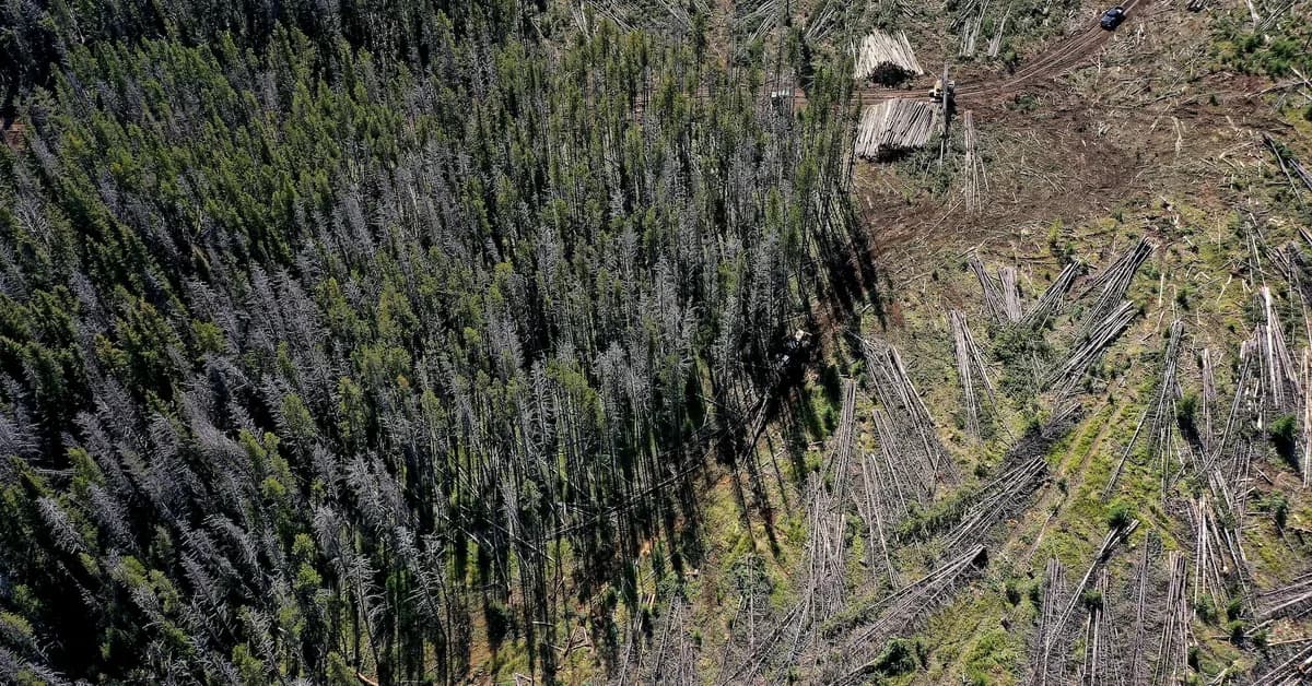 Trump administration advances plan to open national forests to development