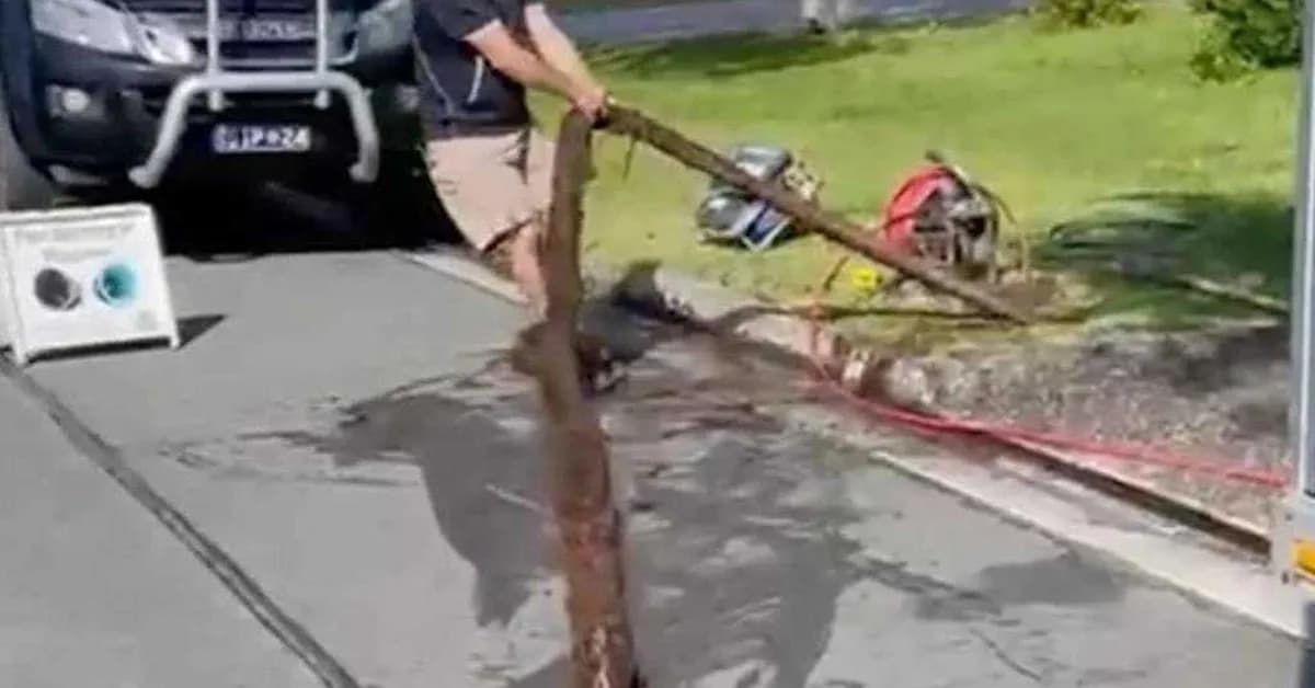 Why root damage to your home could cost thousands