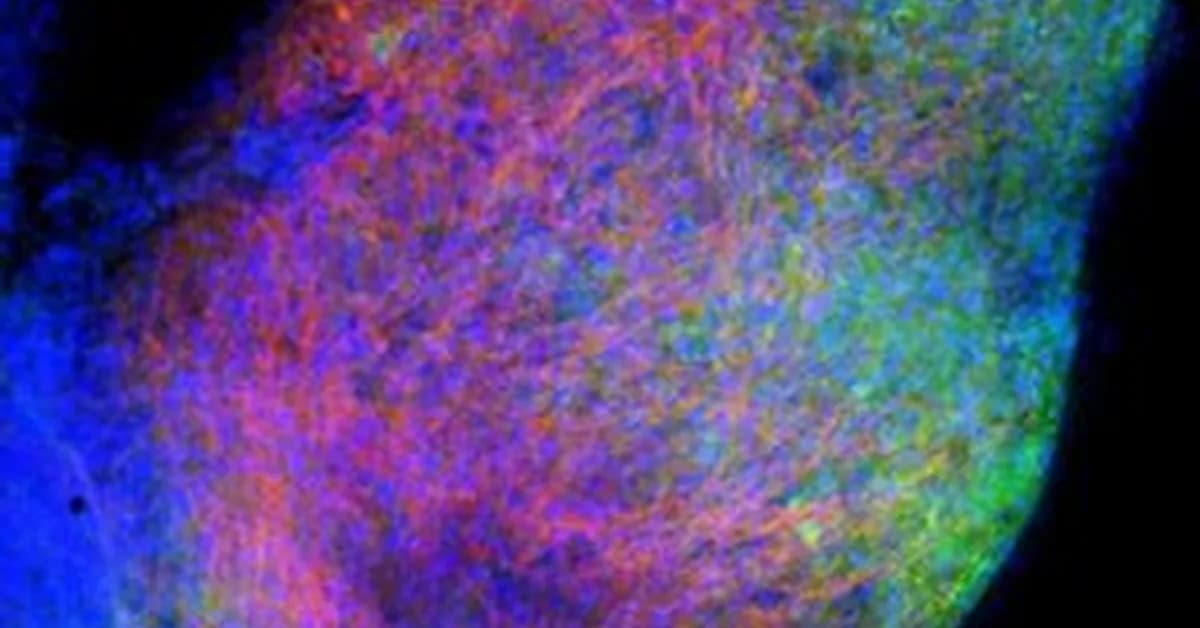 Visualizing Receptor Transport Within Neurons via Transcytosis