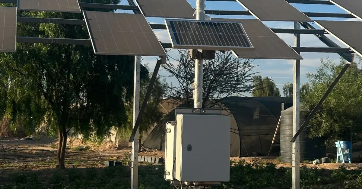Why Egyptian farmers are growing crops under solar panels
