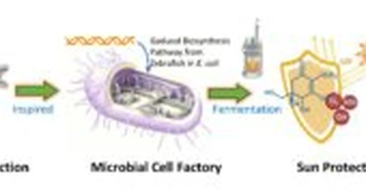 Synthesizing a Natural Sunscreen and Antioxidant in E. coli
