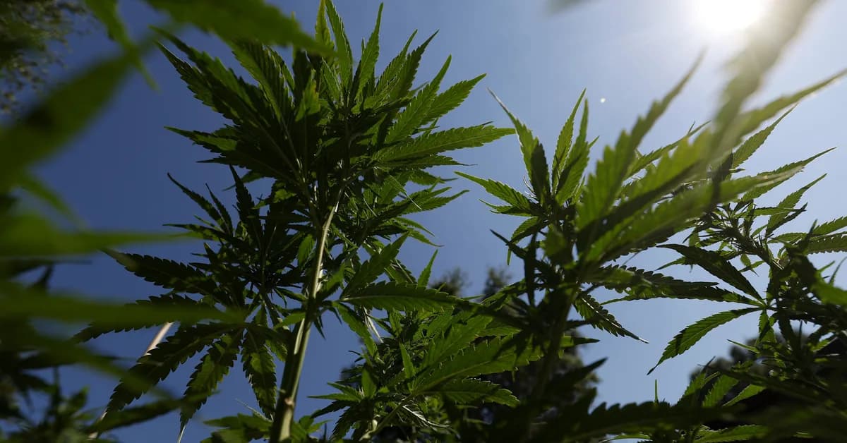 A huge study finds a link between cannabis use in teens and psychosis later