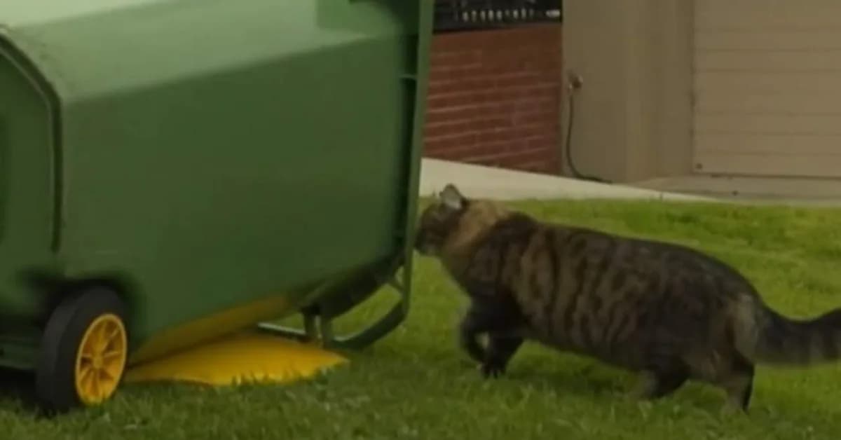 Miranda Kerr's hometown overrun by feral cats as council begins trap trial