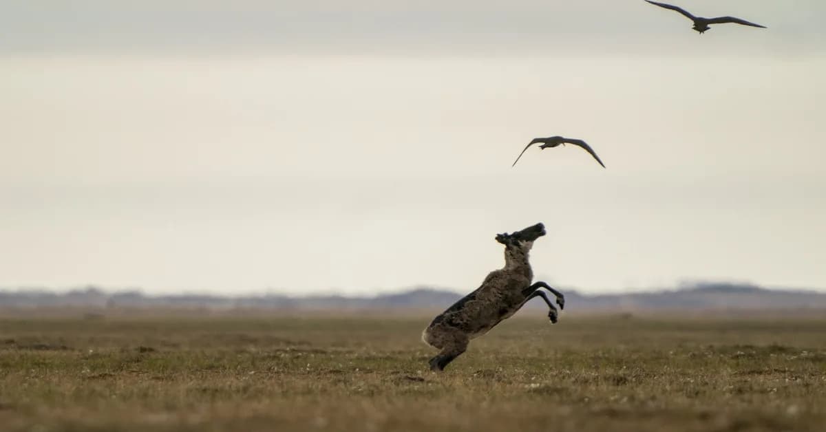 Gwich'in fight to protect caribou from Alaska oil development
