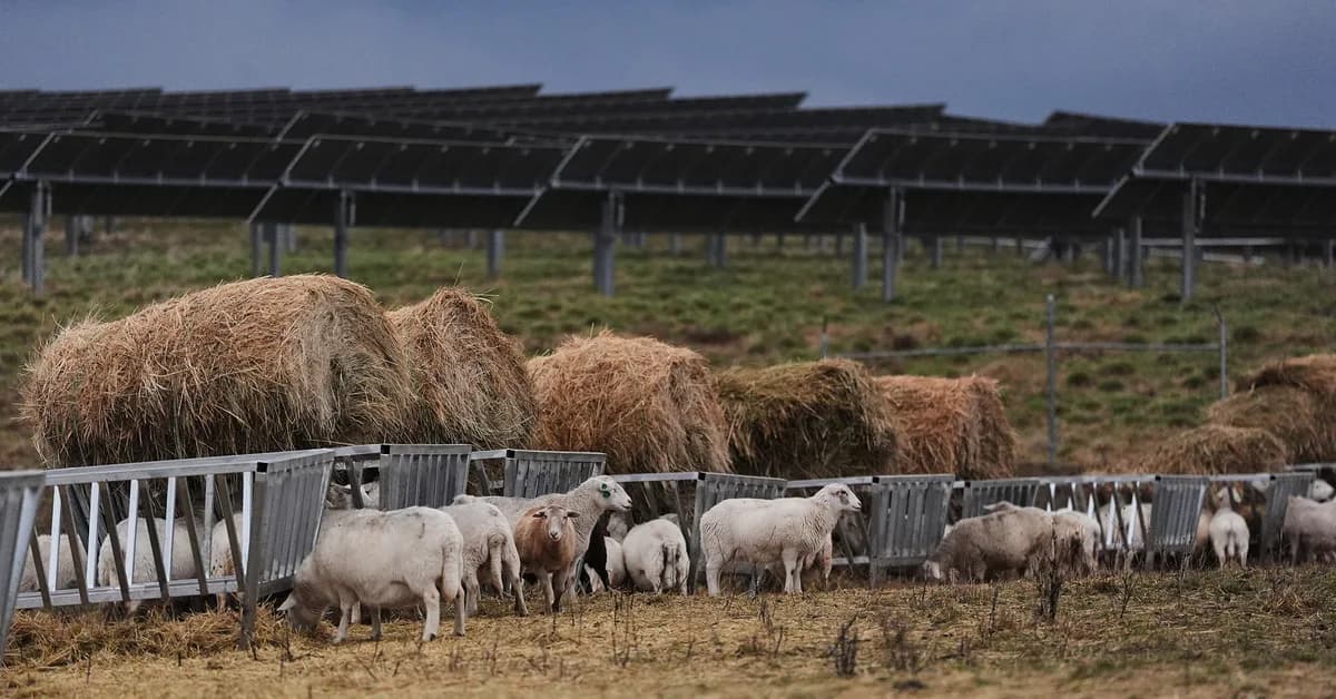 Trump's plan for ultra-fast meat processing would be a disaster for workers and the environment