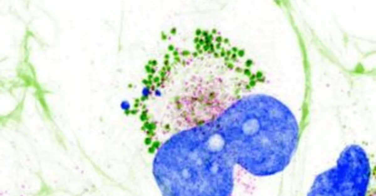 Collagen Resides Inside Cells in Liquid Condensate-Like Form