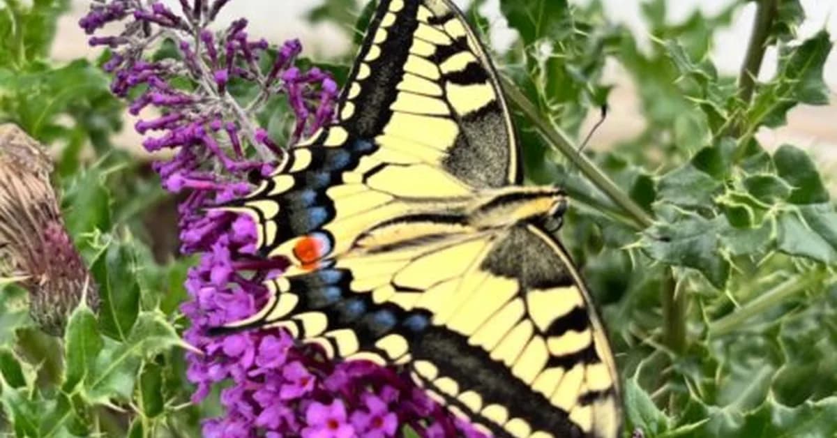 What butterfly wings have in common with barbershop poles