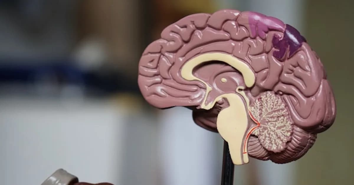 Two-Organ View of the Human Brain Emerges