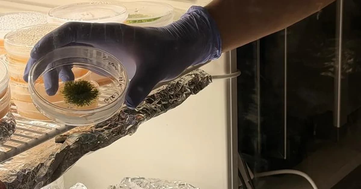 Evolutionarily Diverse Organisms Switch Genes on Simply and Switch Them off Dynamically