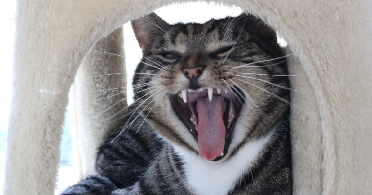 Why talking to your cat could reveal important clues about human wellbeing